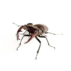 Stag-beetle (Lucanus cervus) closeup isolated on white background