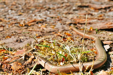 Blind worm on the forest ground in the sun