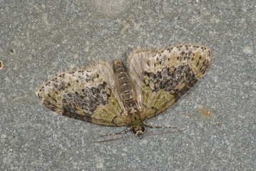 Acasis viretata (HÜBNER, 1799) Gelbgrüner Lappenspanner 03.08.2011 DE, Mecklenburg-Vorpommern, Groß-Schwansee