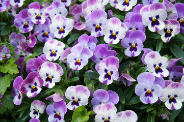 Viola tricolor pansy purple and white flowers