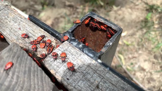 A lot of firebugs (Pyrrhocoris apterus) sitting on the wooden and iron surface