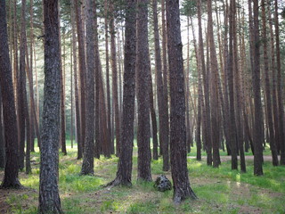 pruce forest, pinery, pine forest, Pine Tree, Fairy Forest, untouched spruce forest