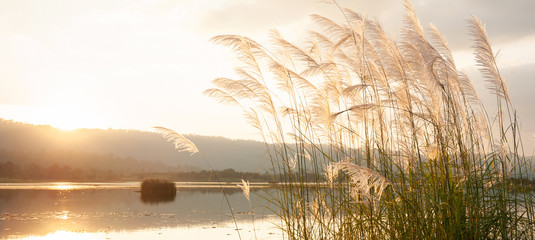 A tranquil sunset lake with reed flowers are in bloom. - obrazy, fototapety, plakaty