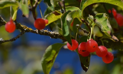 Late Summer Impressions from a Berlin Park of August 31, 2016, Germany