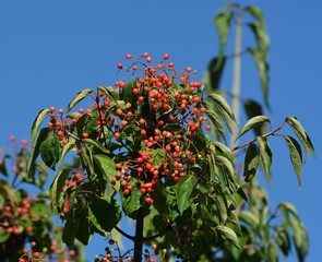 Late Summer Impressions from a Berlin Park of August 31, 2016, Germany