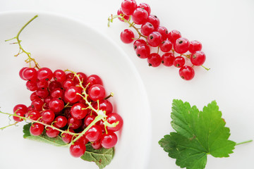Fresh Juicy Redcurrant isolated on a White Background