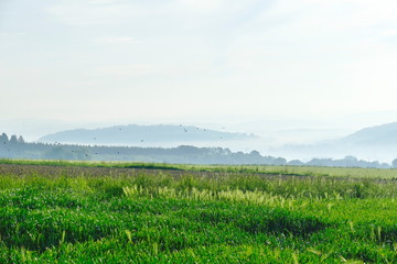 Fresh green meadow on a foggy morning with starlings flying above