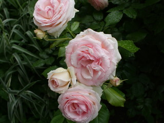 pink-white roses dew on rose petals