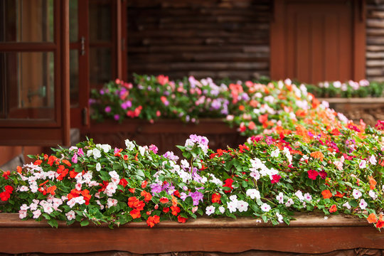 Blooming Impatiens flowers on wooden balcony.