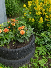 blooming dahlia flower bed of old car tires