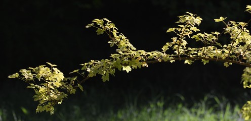 Late Summer Impressions from a Berlin Park of August 31, 2016, Germany