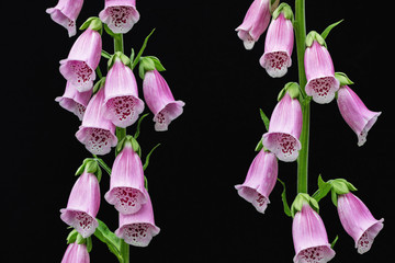 red digitalis purpurea/foxglove flower on black background 