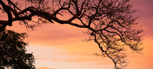 Art of bare branches of tree against dramatic sunset sky.