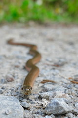 Blind worm in the forest