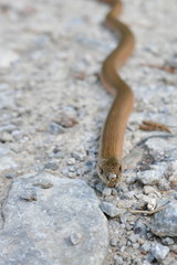 Blind worm in the forest