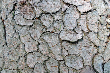 Tree bark in a beautiful pattern