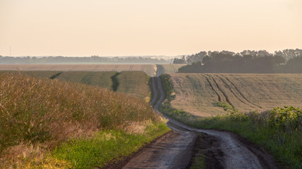 Wheat field with blue sky with sun and clouds against the backdrop
