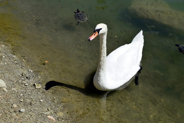 swan and turtle in a lake