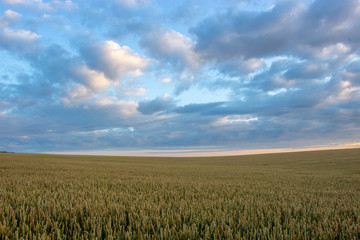 Wheat field with blue sky with sun and clouds against the backdrop