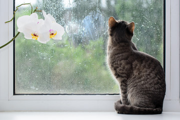 The cat is sitting on the windowsill. Light from the window. Near blooming orchid. Cat looks out the window watching the flight of swifts. Concept - home comfort with your favorite pet.