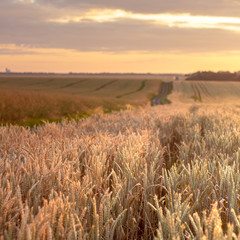 Wheat field with blue sky with sun and clouds against the backdrop