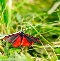 red and black butterfly in green grass