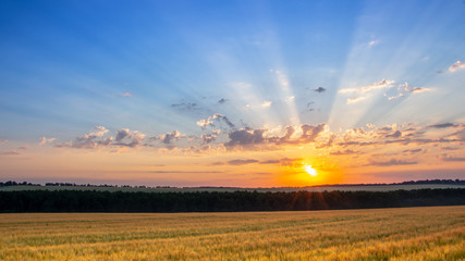 Wheat field with blue sky with sun and clouds against the backdrop