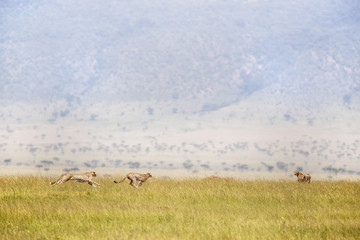 Naklejka na ściany i meble Three cheetahs running through the Masai Mara, Kenya. The cheetah is the fastest land animal in the world, reaching speeds of up to 70 miles per hour.