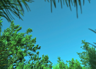 green  pine and blue sky