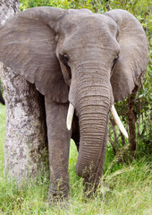 Obraz na płótnie Canvas African Elephant