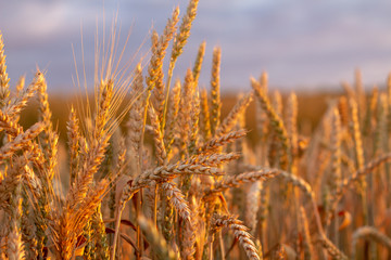 Ripe wheat ears on the field close-up