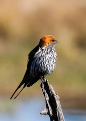 Lesser-Stripped Swallow