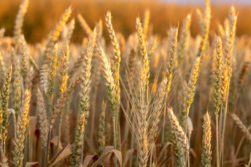 Naklejka premium Ripe wheat ears on the field close-up