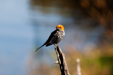 Lesser-Stripped Swallow