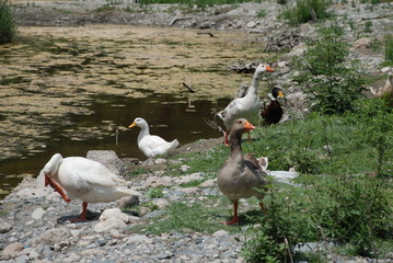Beautiful geese run along the road and shout loudly