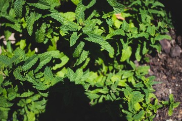 Mint on the ground. Fresh native vegetable. Sustainable lifestyle. Family vegetable garden.