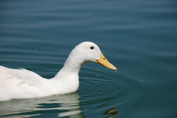Fototapeta na wymiar Beautiful geese swim in the pond