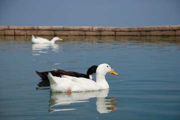 Beautiful geese swim in the pond