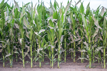Young shoots of corn, close-up, selective focus