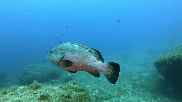 Mediterranean sea underwater life Big grouper fish swimming very close to the camera
