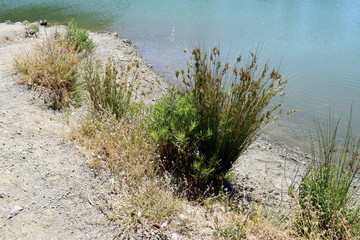 green plants and trees by a lake