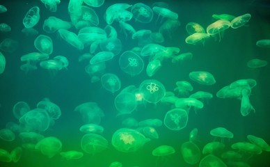 Fototapeta na wymiar Jellyfish in the backlit aquarium. The inhabitants of the sea. Living creatures. Jellyfish movement.