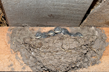 Newborn swallows close-up in the nest inside the barn.