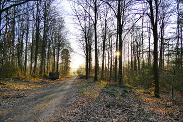 Obraz premium Rising sun casting long shadows in the forest