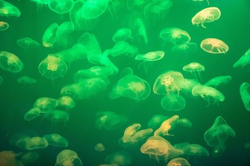 Fototapeta na wymiar Jellyfish in the backlit aquarium. The inhabitants of the sea. Living creatures. Jellyfish movement.
