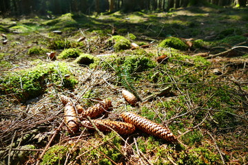 Fir cones on a mossy forest ground