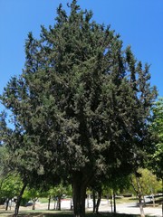 Fototapeta premium tree on background of blue sky