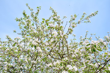 Apple tree branches with pink flowers and buds on the blue sky background