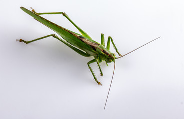 Big green grasshopper on white background close up