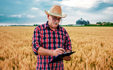 Farmer in a wheat field checking crop. Agricultural concept